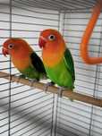 Pereche papagali Agapornis Fischer (lovers) + colivie echipata complet