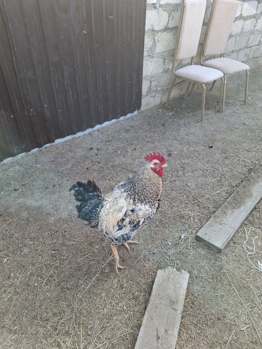 Птицыыыыыыыыыыыы