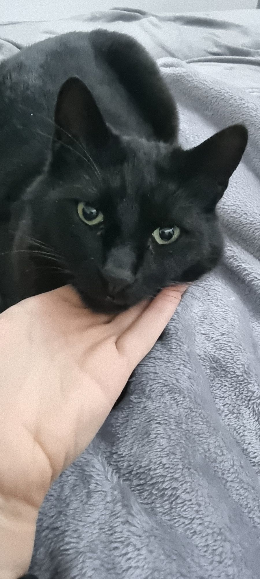 Motanel afectuos spre adoptie (doar la casa)