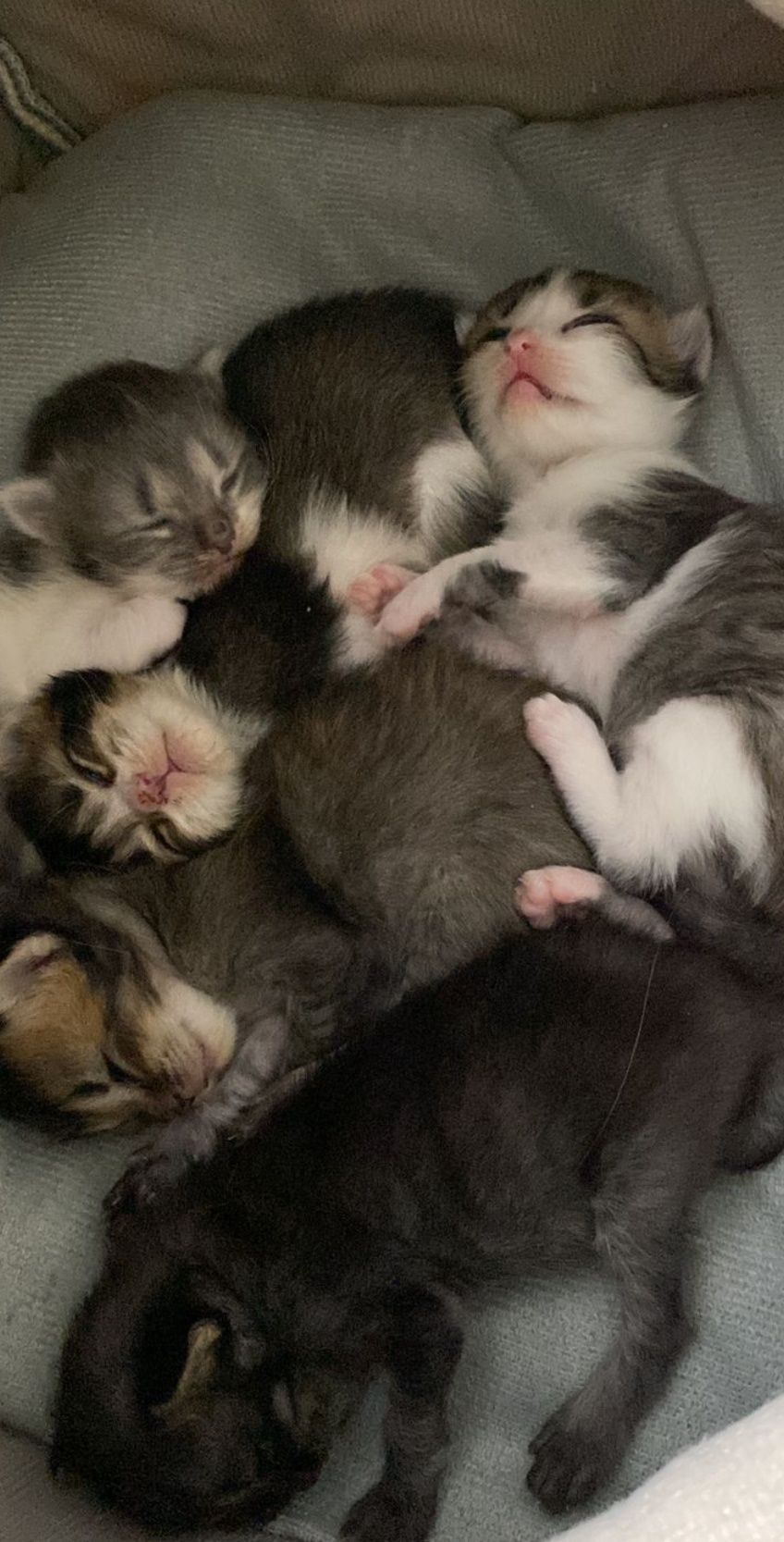 Продам котят резвые