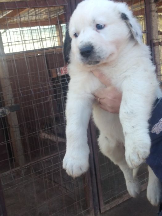 Mascul Ciobanesc de Asia Centrala.