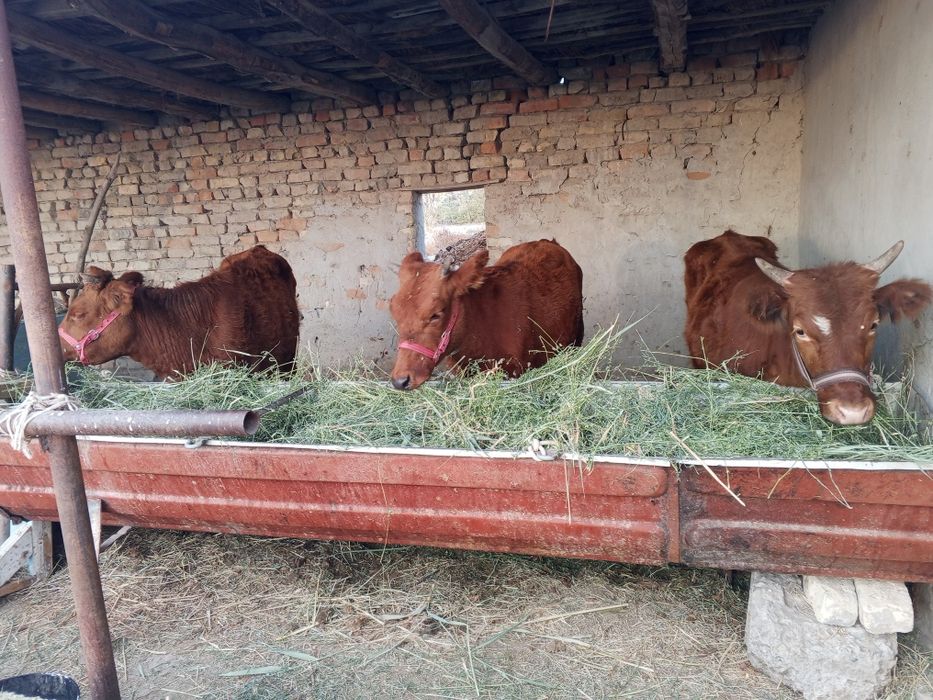 G'unojinlar sotiladi.yeb ichishi garantiya