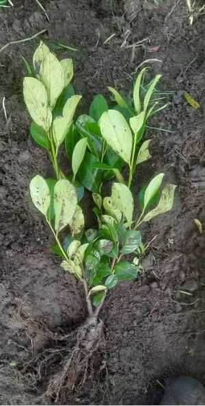 Laur englezesc - Prunus Laurocerasus Rotundifolia, 2 ani, +/-60 cm