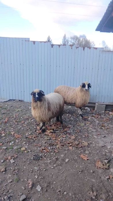 Berbec breaz de 6 luni