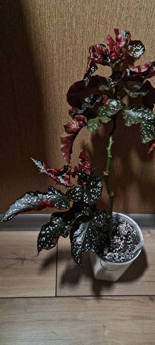 ПРОДАМ Бегонию Краклин Рози