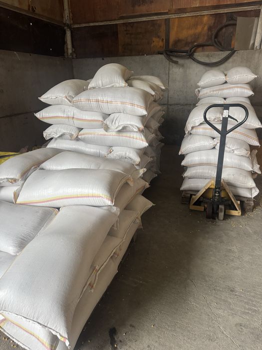 Grau recolta 2025 ambalat la sac