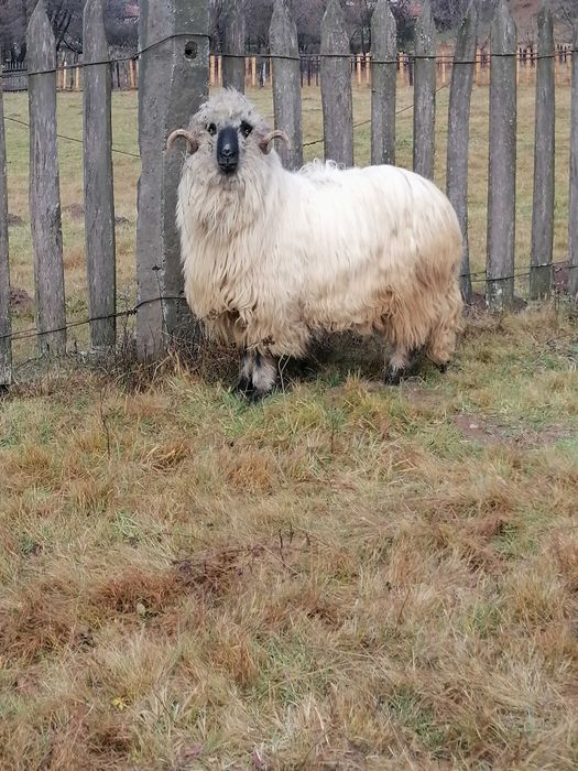 Vând Berbec Bucalau