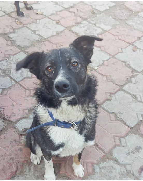 Срочно ищет дом. Чудесному мальчику Верному.  Двух летка