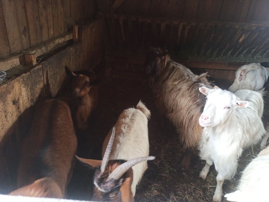 Vând sau schimb capre