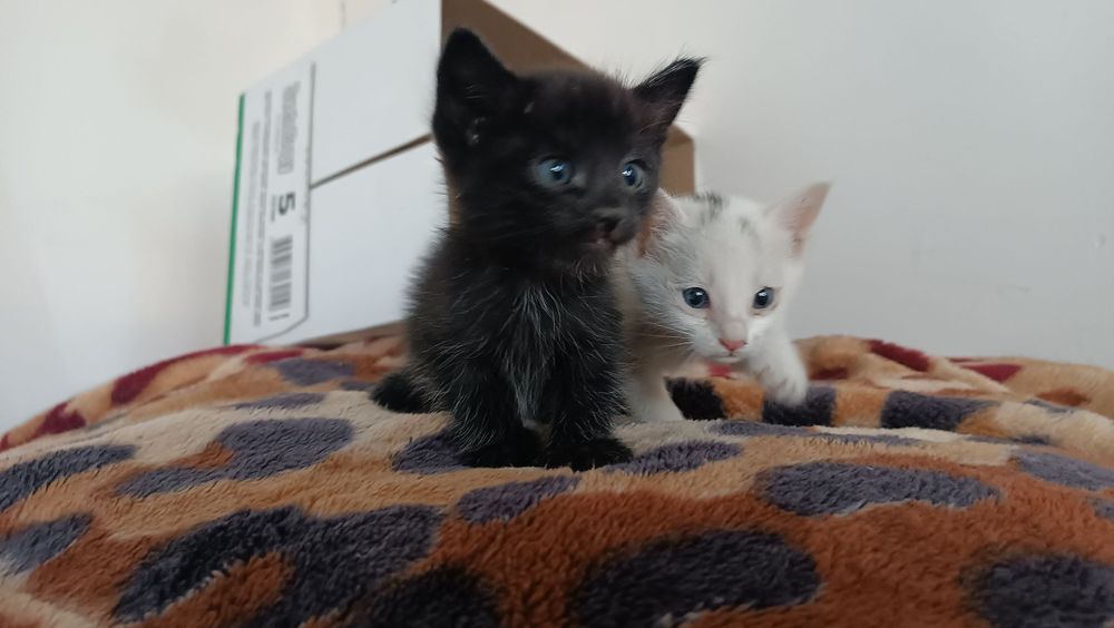 Котята 1.5 мес отдам даром