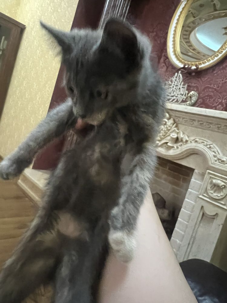 Отдам котенка в хорошие руки