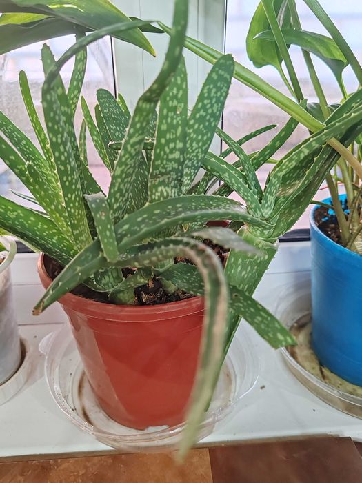 Цветы домашние, растения