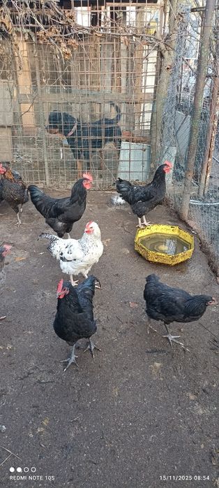 Gâște și cocosi Australorp  din 2025  iunie