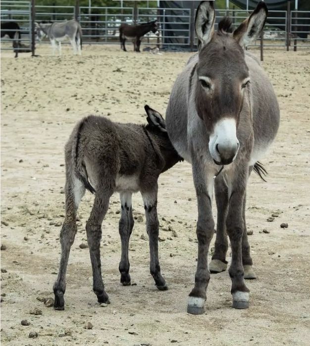 Магарешко мляко София