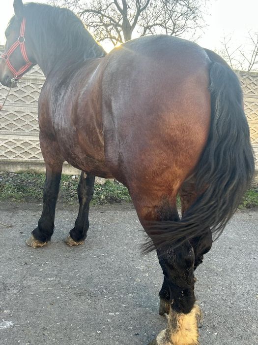 Vand manza de 2 anisori 1,80 la greaban