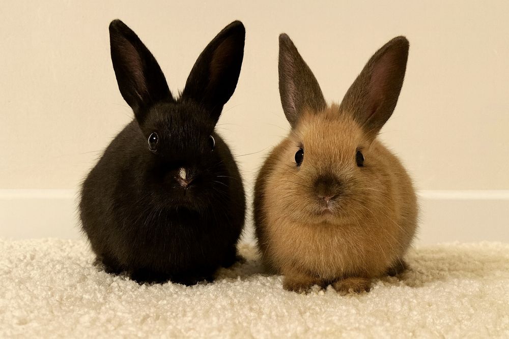 Кролики двойняшки