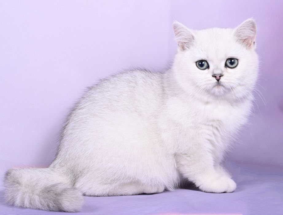 Pisicuță British Shorthair Silver Chinchilla  cu pedigree