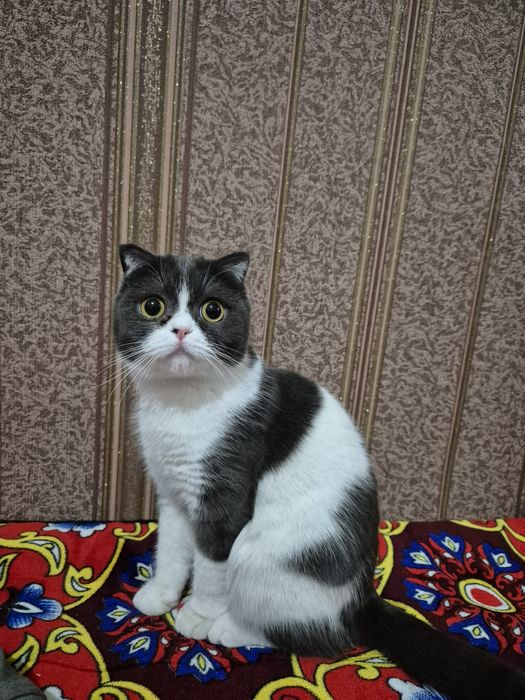 Sotiladi arzon narxda