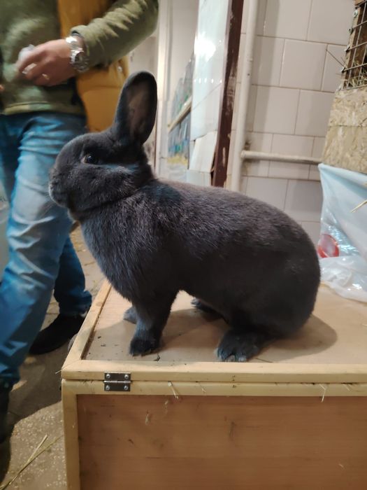 Iepure albastru vienez  femela sau mascul