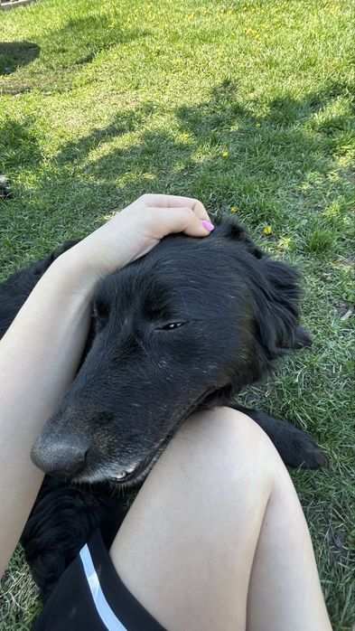 Petsitter Cluj-Napoca