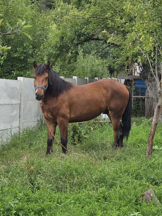 Vand cârlan de 2 ani jumate