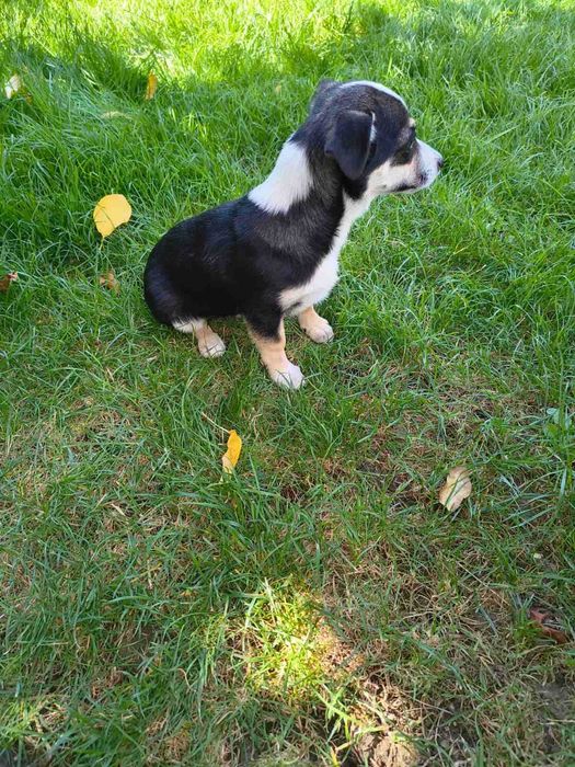 Подарява се малко кученце