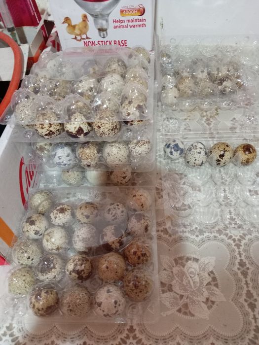 Бодене жумырткасы сатылады.50тенге