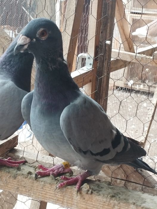 Vând    poștași voiajori