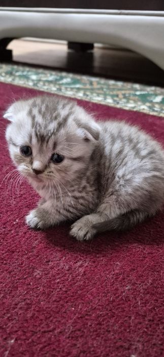 Продам породистых котят