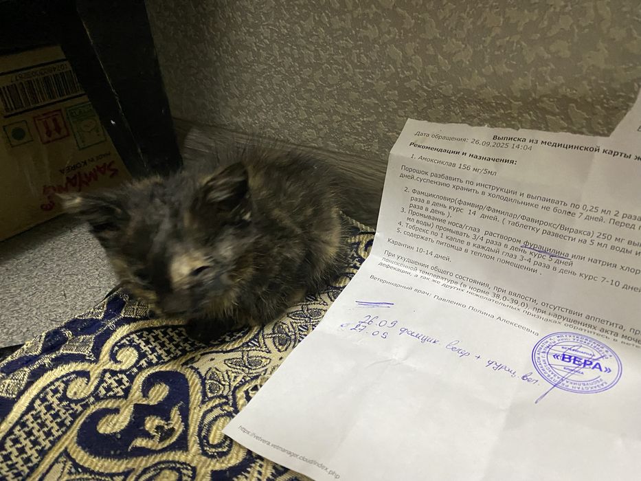 Ищет дом котенок