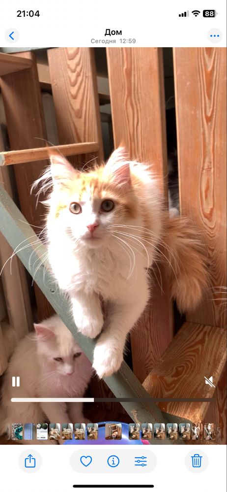 Котята мейнкун с родословными