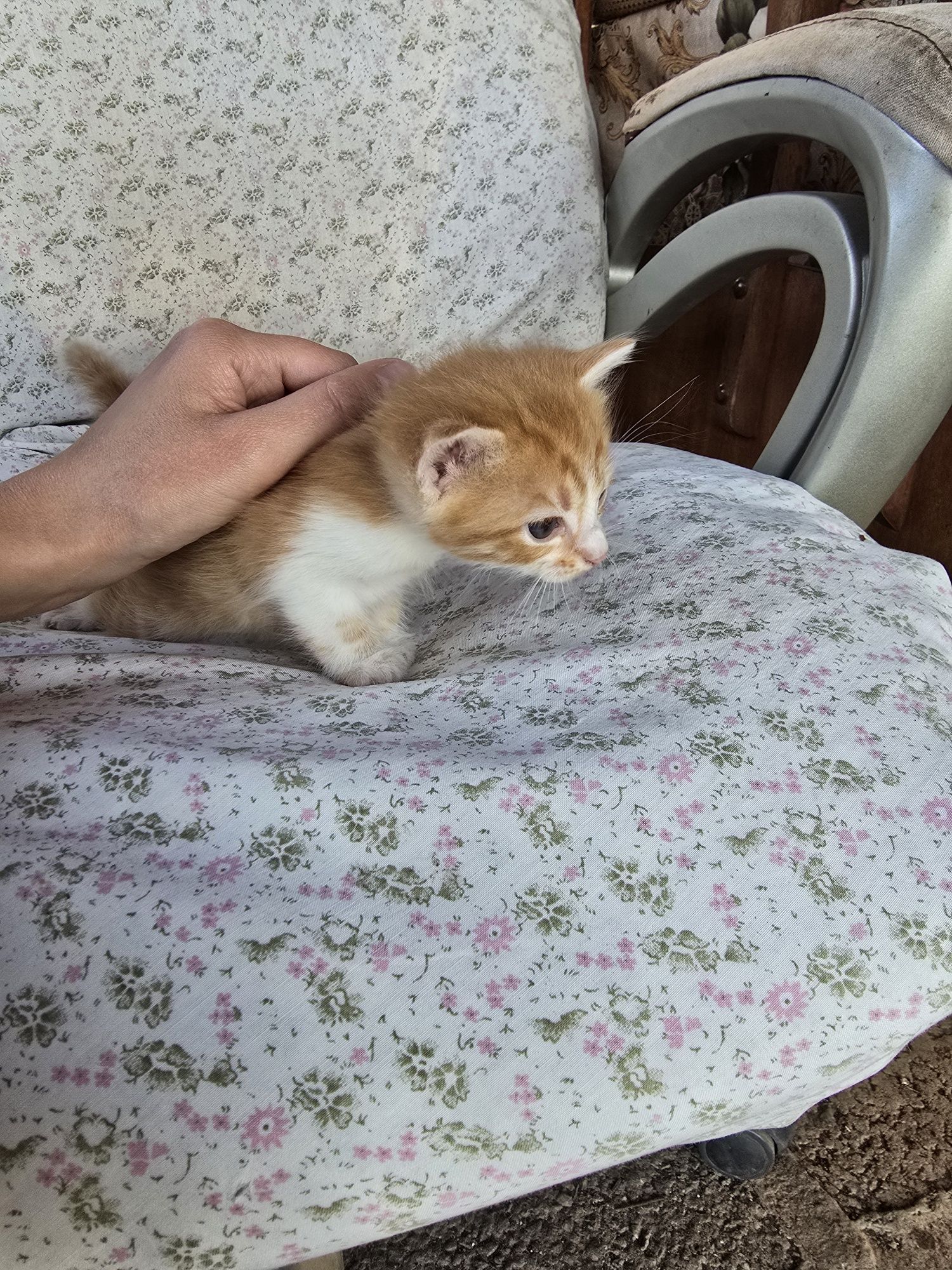 Подаряват се котета