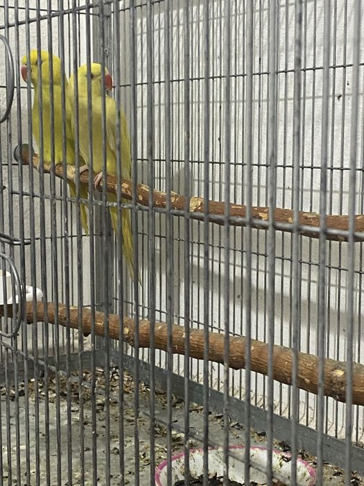 Papagal Micul Alexander (De vanzare)!