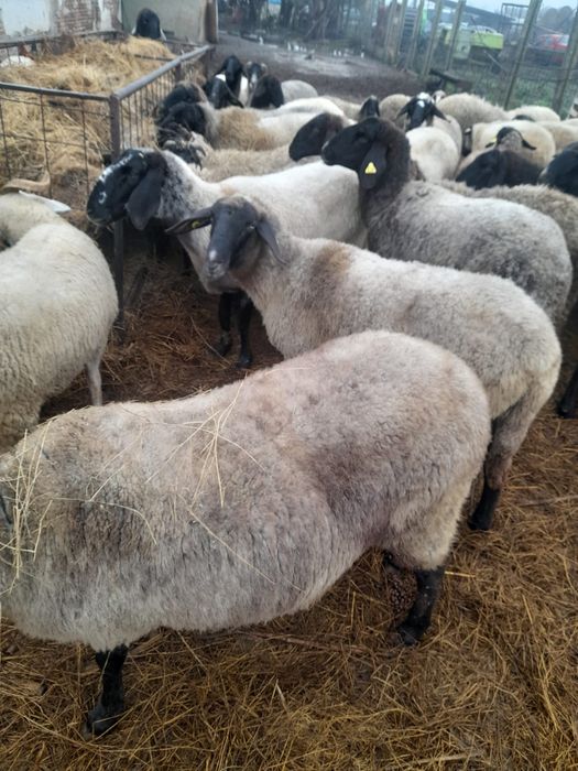 Oi de vânzare. Pret negociabil