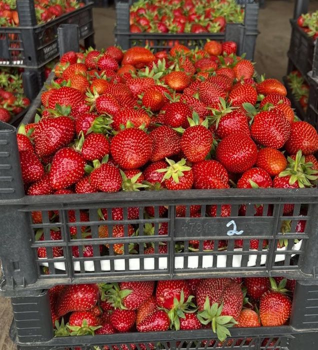 Свежая ягода, последние дни по старым ценам