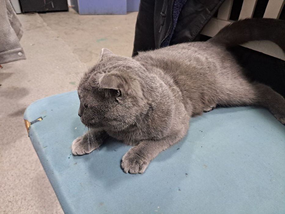 Scottish Fold koshechka