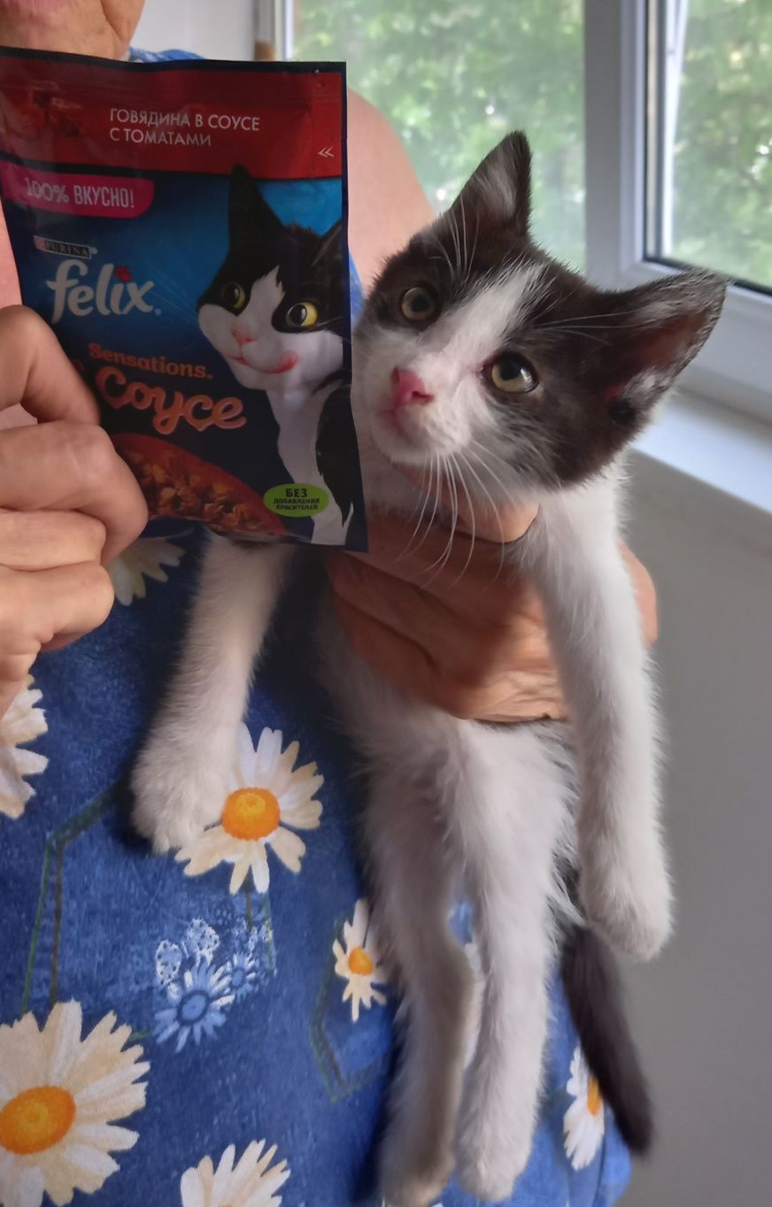 котёнок  бесплатно