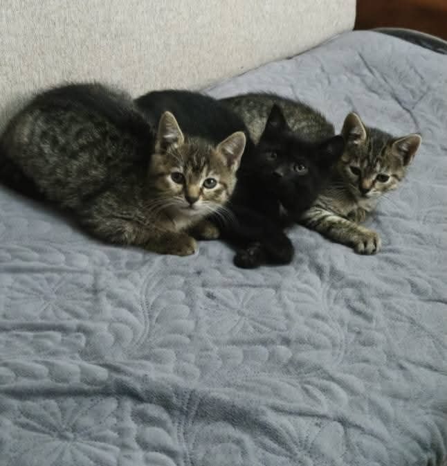 Donez 3 pui de pisica