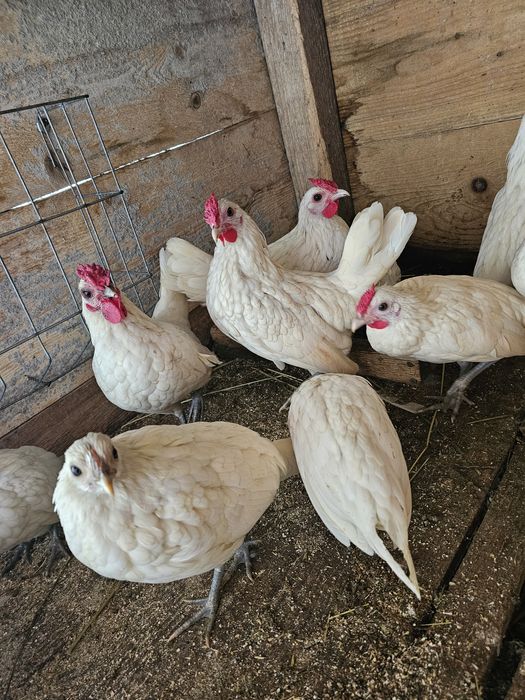 Rate lesesti albastre