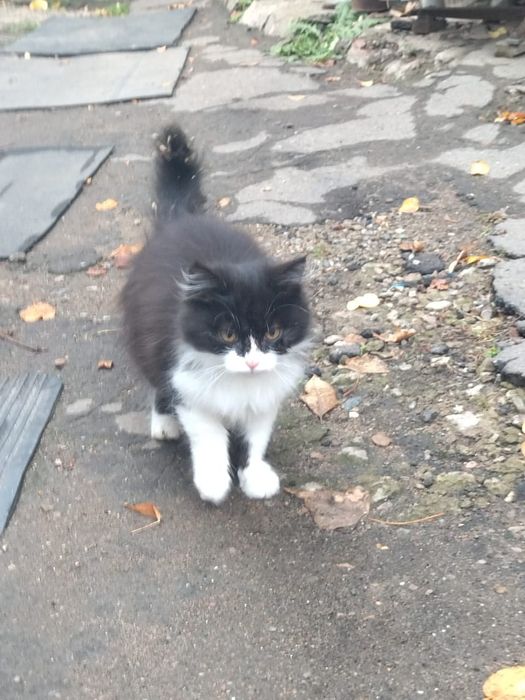 Отдам кошечку в добрые руки.