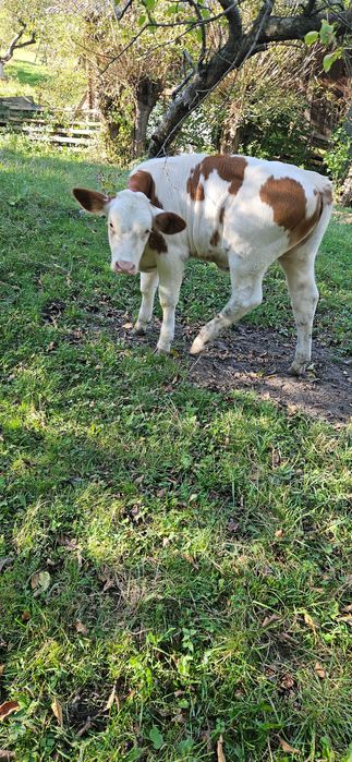 Vitea de rasa simmental