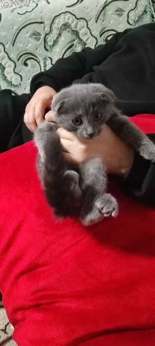 Вислоухий котёнок
