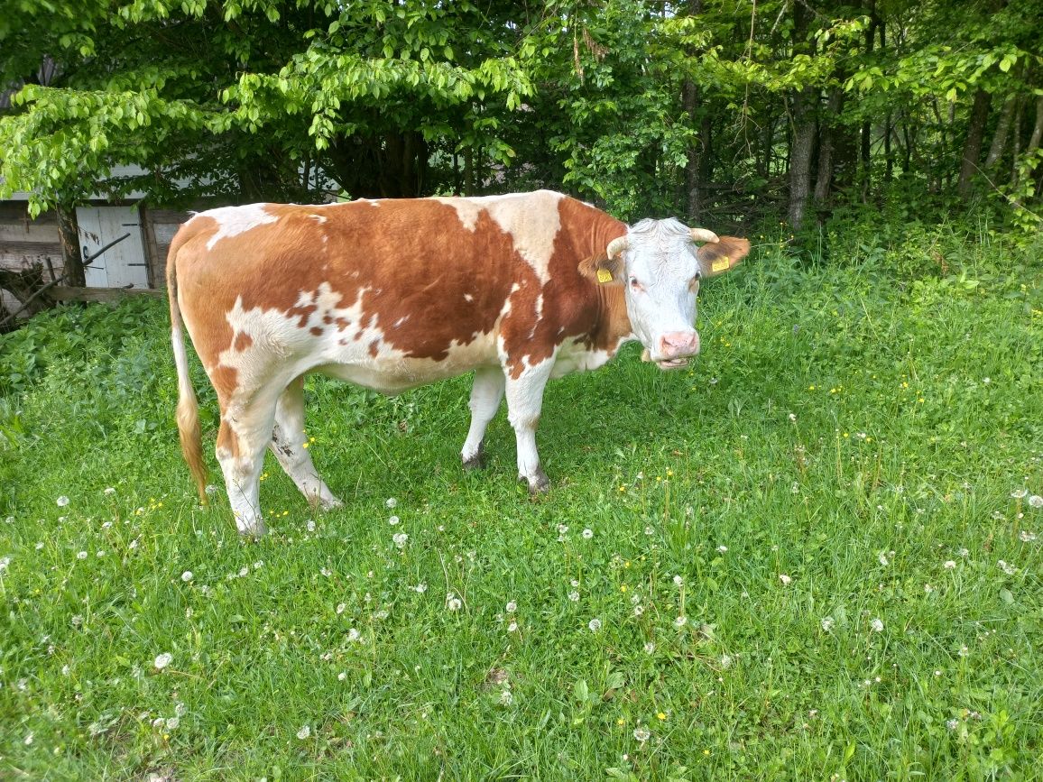 Vand juninca baltata romaneasca