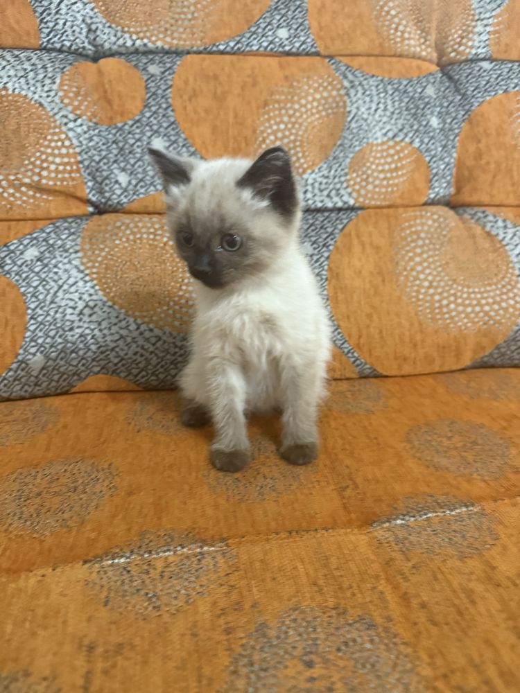 Симаская кошка девочка