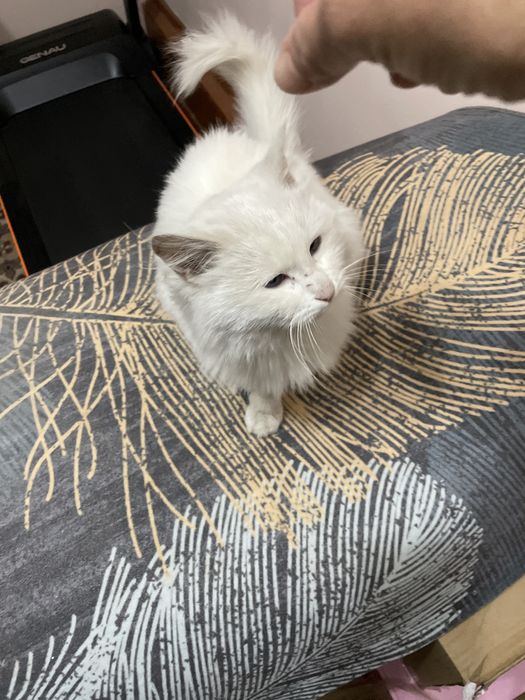 отдам кошку в добрые руки