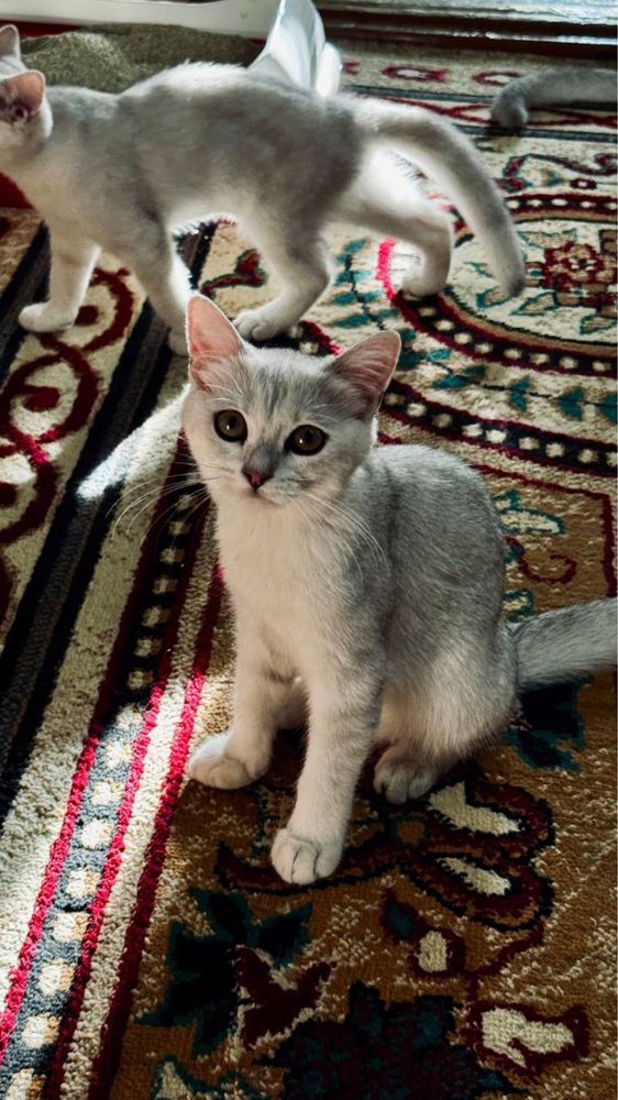 Mushuk shinshilla