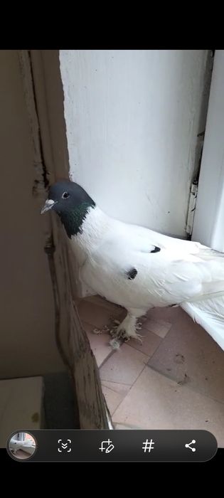 Продам голубей ирански