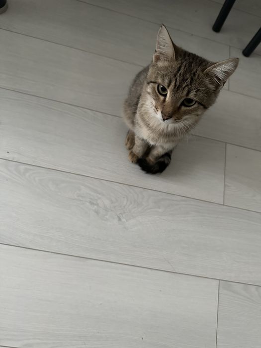 Котенок в добрые руки