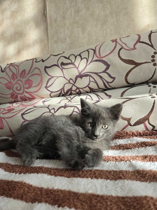 Кошки  и котята в добрые руки