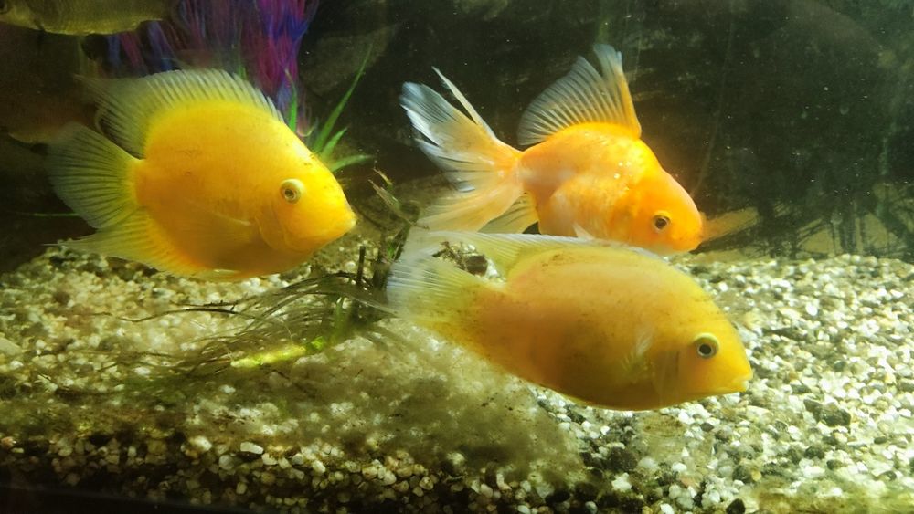 Декоративни рибки - възможен и бартер за растения - Само за гр.ВИДИН!!